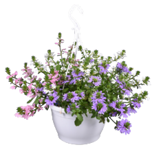 Scaevola hang